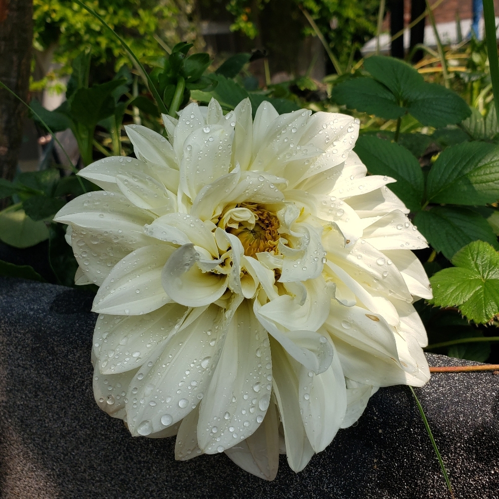 Meet your Posher, Joanne